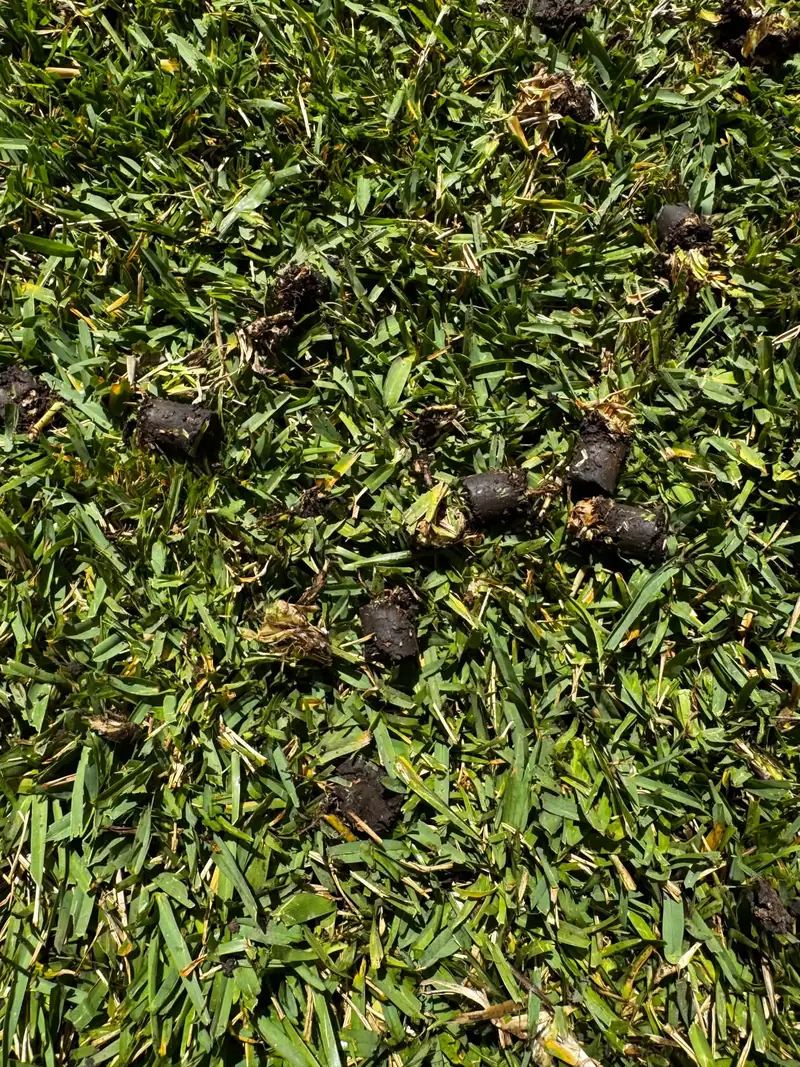 Close-up of clay soil cores lying on top of Sir Walter Buffalo leaves after core aeration