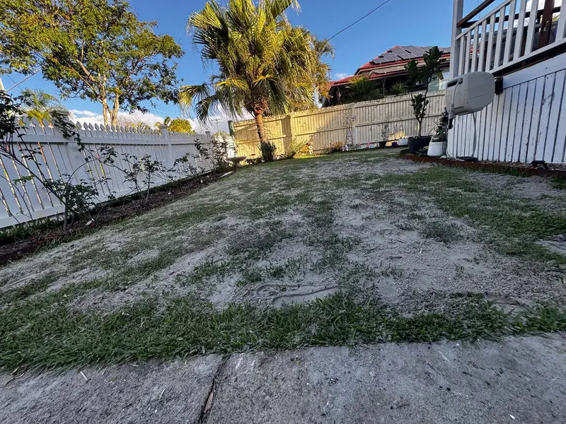 The same side lawn after scalping and topdressing, with sandy topdressing between the Sir Walter Buffalo leaves