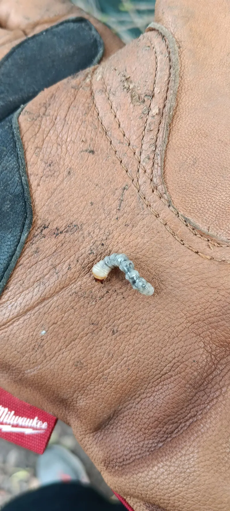 Curl grub held on work glove showing C-shaped white larva with brown head