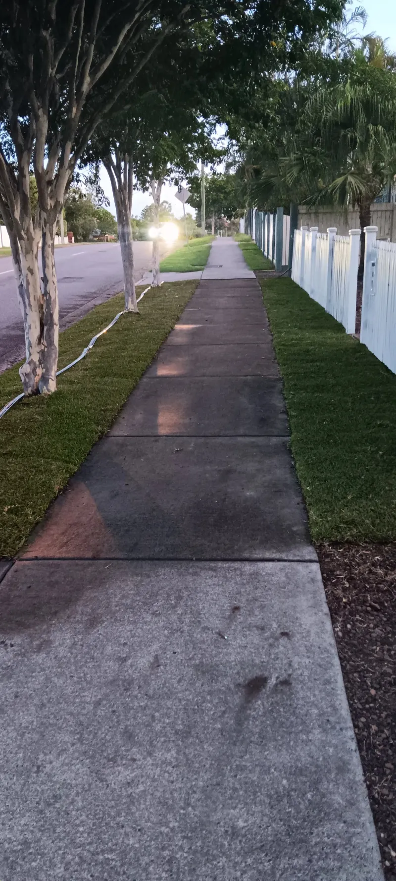 the street footpath at sunset showing both verge strips fully green with established Sir Walter Buffalo